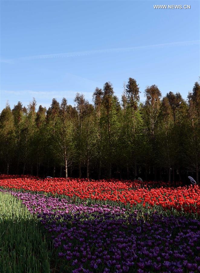 CHINA-YUNNAN-KUNMING-TULIPS(CN)