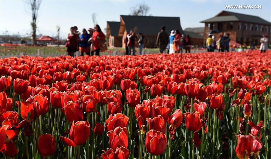 CHINA-YUNNAN-KUNMING-TULIPS(CN)