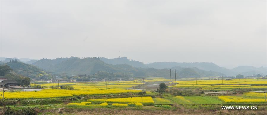 Cattles graze in the fields in Ruoshui Township of Huitong County, central China's Hunan Province, March 17, 2016