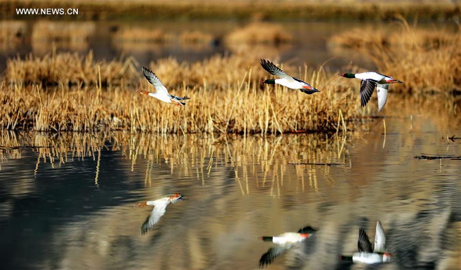 CHINA-LALU WETLAND-BIO DIVERSITY (CN)