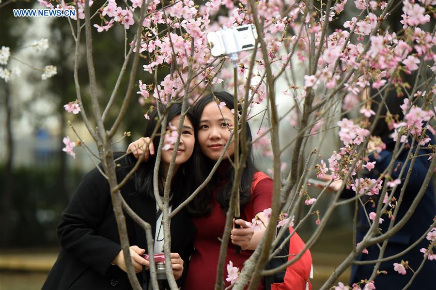 CHINA-BEIJING-CHERRY BLOSSOM (CN)