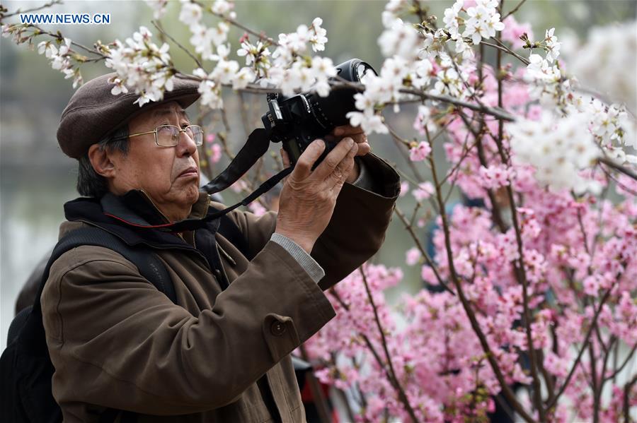 CHINA-BEIJING-CHERRY BLOSSOM (CN)