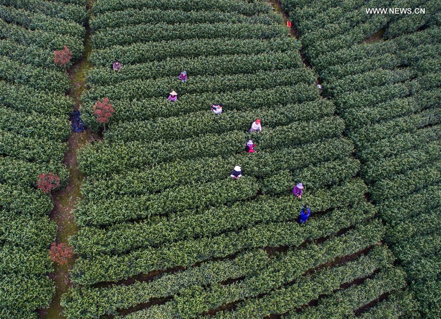 Tea farmers pick tea leaves at a Baicha green tea garden in Xilong Township of Anji County, east China's Zhejiang Province, March 23, 2016. 