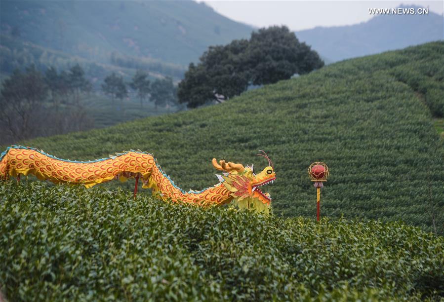 Tea farmers perform dragon dance to celebrate harvest season at a Baicha green tea garden in Xilong Township of Anji County, east China's Zhejiang Province, March 23, 2016. 