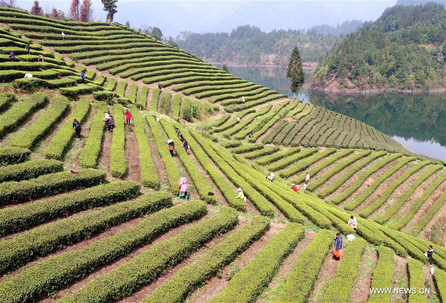 #CHINA-HUBEI-ENSHI-TEA HARVEST (CN)