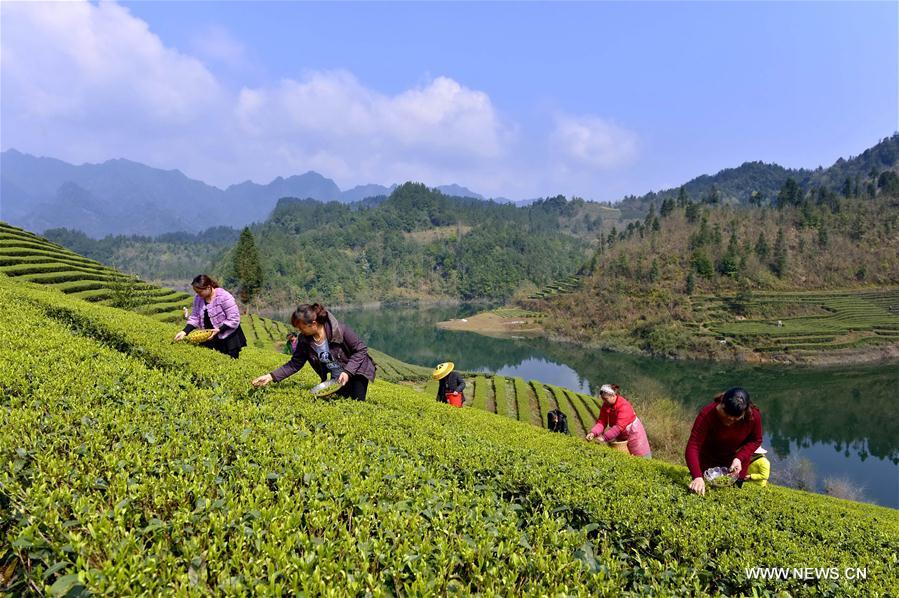 #CHINA-HUBEI-ENSHI-TEA HARVEST (CN)