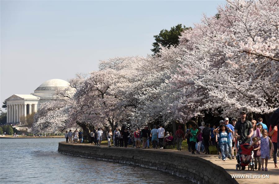 Cherry Blossoms Across the USA