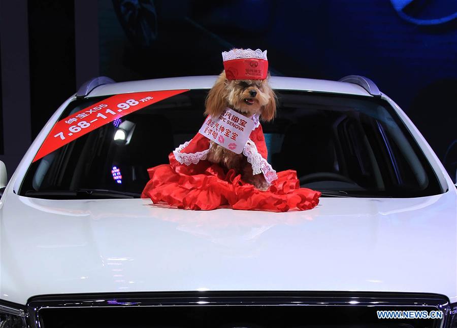 A dog model poses on an exhibited car at the opening of the 25th Ningbo International Auto Expo in Ningbo, east China's Zhejiang Province, March 25, 2015.