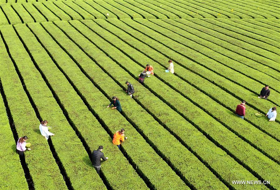 #CHINA-HUBEI-ENSHI-TEA HARVEST (CN)