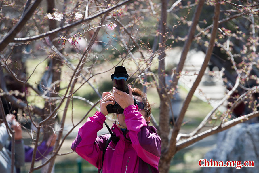 Tourists flock to Yuyuantan Park in downtown Beijing on Wednesday to have a view of the blossoming cherry flowers. [Photo by Chen Boyuan / China.org.cn]