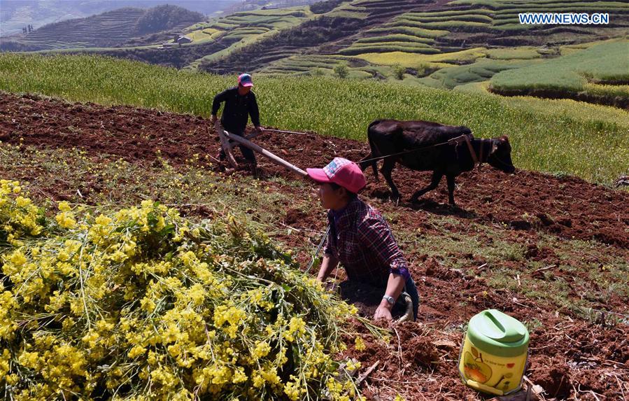 LUOPING, March 26, 2016 (Xinhua) -- Local peasants plow and sow in their farmland during the plow-and-sow season in Luoping County,southwest China's Yunnan Province, March 25, 2016. (Xinhua/Yang Zongyou) 