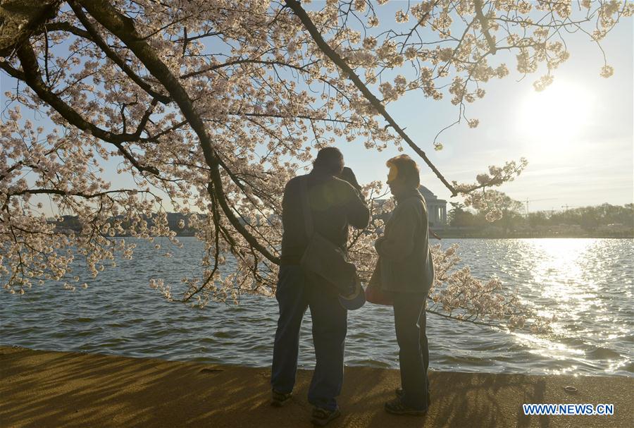 Washington Monument is seen through cherry blossoms on the edge of the Tidal Basin in Washington D.C., capital of the United States, March 26, 2016.