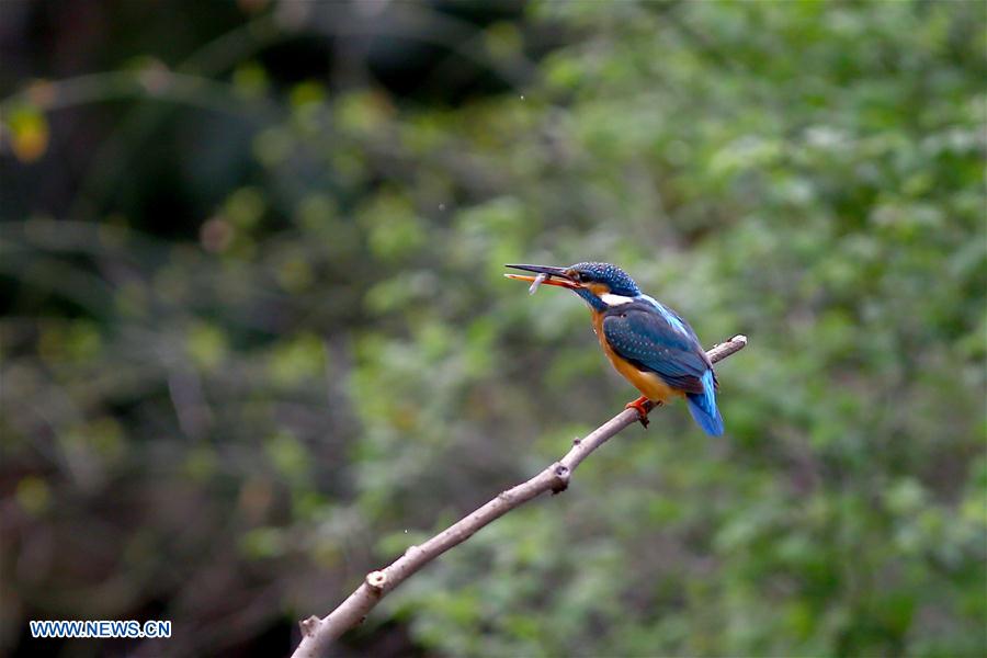 #CHINA-JIANGSU-CHANGZHOU-KINGFISHER(CN)