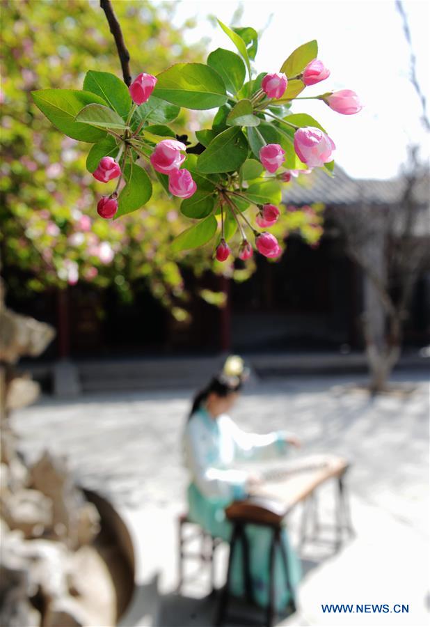 A lady plays Zheng, a traditional Chinese instrument, under crabapple flowers at Rong Mansion in Zhengding County of Shijiazhuang City, north China's Hebei Province, March 29, 2016.