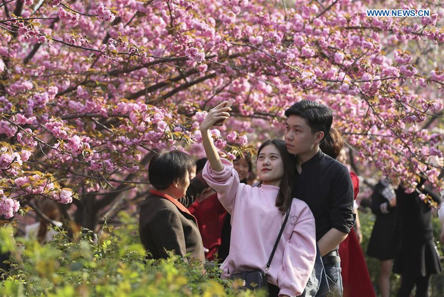 #CHINA-XI'AN-CHERRY BLOSSOMS (CN*)