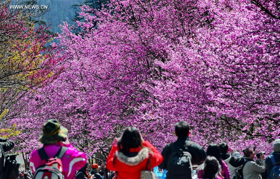 CHINA-SPRING-SCENERY-COLORS (CN)