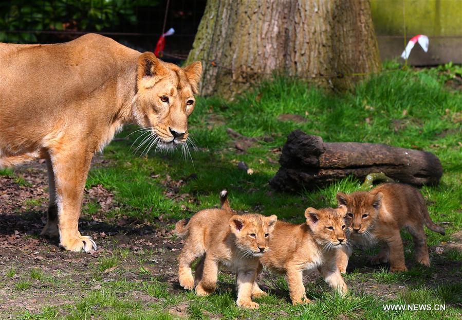 BELGIUM-MECHELEN-ASIATIC LIONS