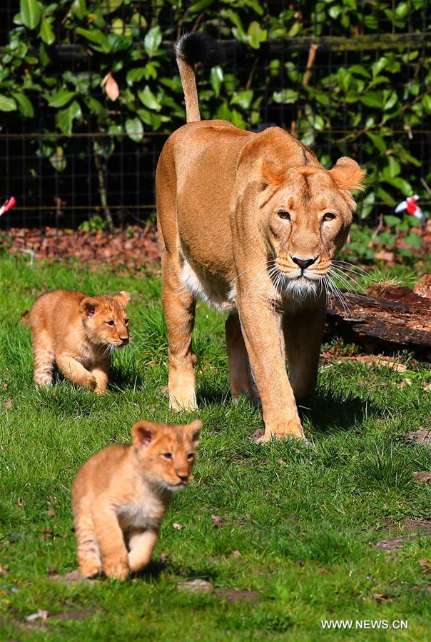 BELGIUM-MECHELEN-ASIATIC LIONS