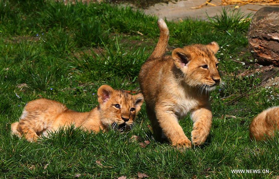 BELGIUM-MECHELEN-ASIATIC LIONS