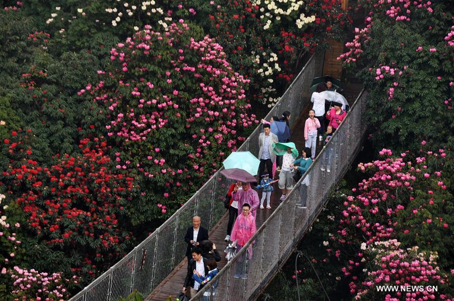 About 125-square-kilometer Azalea in the scenic area has entered full blossom season recently, drawing a lot of tourists during the qingming festival holiday.