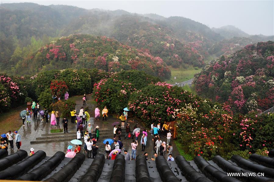 About 125-square-kilometer Azalea in the scenic area has entered full blossom season recently, drawing a lot of tourists during the qingming festival holiday.