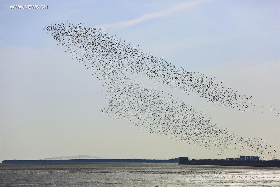 #CHINA-LIAONING-YALU RIVER-BIRDS (CN)