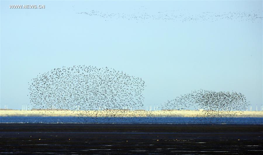 #CHINA-LIAONING-YALU RIVER-BIRDS (CN)