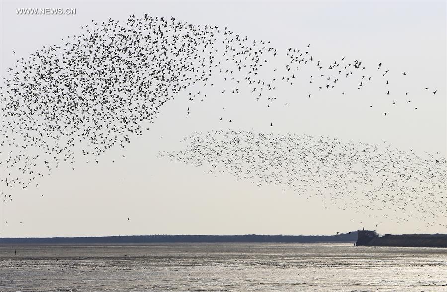 #CHINA-LIAONING-YALU RIVER-BIRDS (CN)