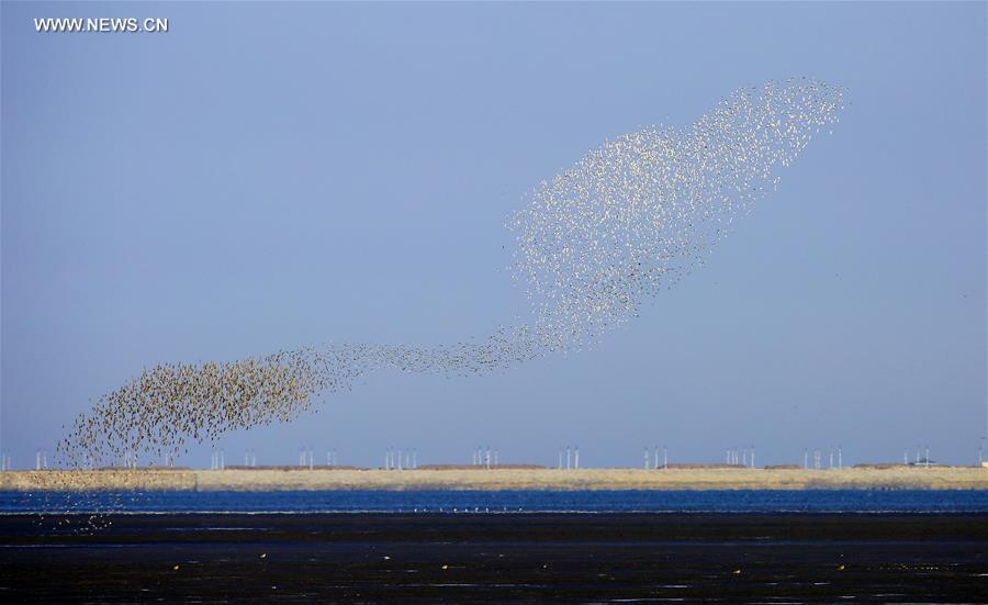 #CHINA-LIAONING-YALU RIVER-BIRDS (CN)