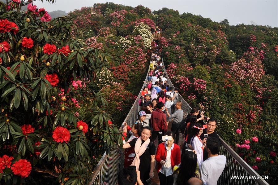 About 125-square-kilometer Azalea in the scenic area has entered full blossom season recently, drawing a lot of tourists during the qingming festival holiday.