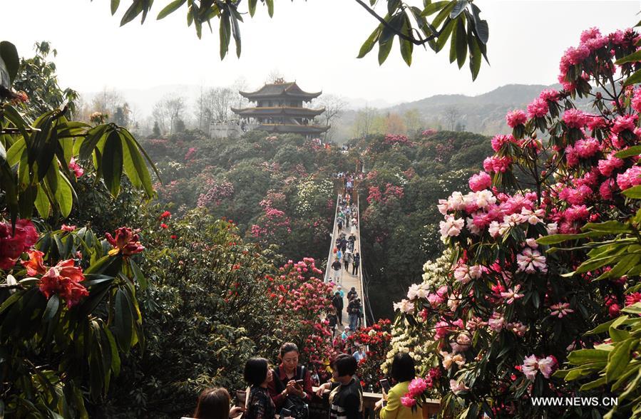 About 125-square-kilometer Azalea in the scenic area has entered full blossom season recently, drawing a lot of tourists during the qingming festival holiday.