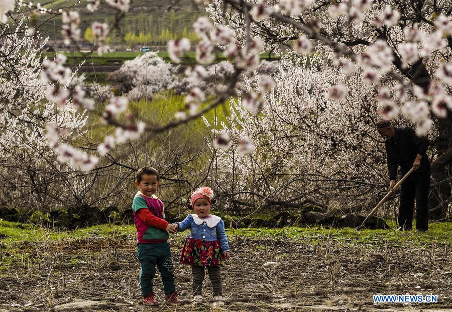 CHINA-XINJIANG-ALMOND FLOWERS(CN)