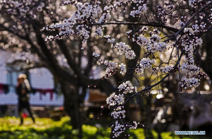 CHINA-XINJIANG-ALMOND FLOWERS(CN)