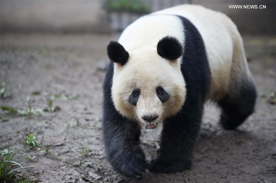 CHINA-SICHUAN-CAPTIVE PANDAS-MATING PLAN (CN)