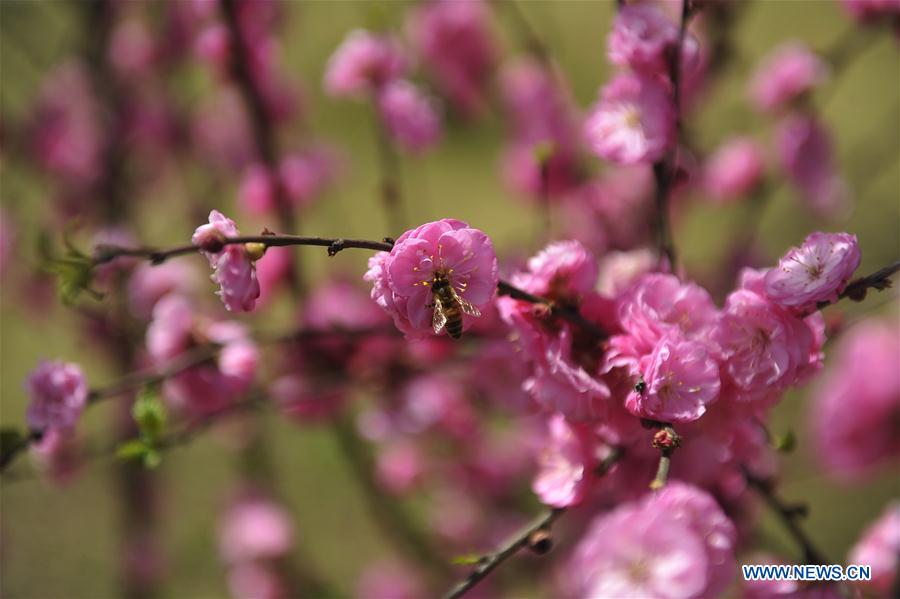 CHINA-HEBEI-GU'AN-BEE (CN)