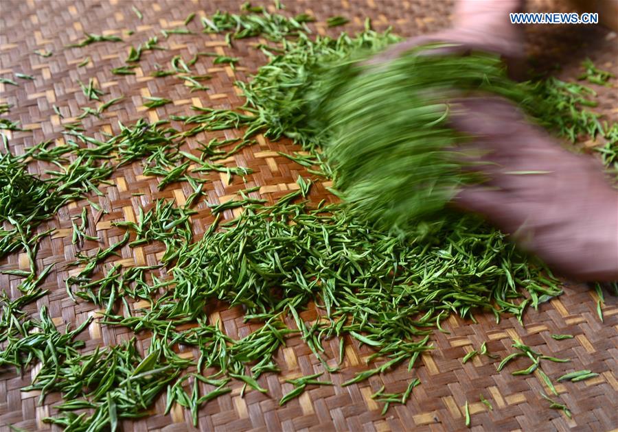 #CHINA-HUBEI-TEA MAKING (CN)