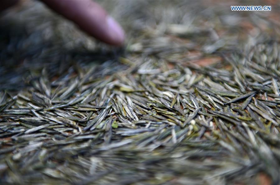 #CHINA-HUBEI-TEA MAKING (CN)