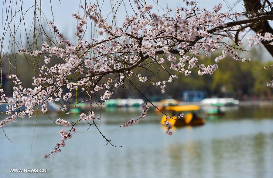 People row on a lake to enjoy the scenery at Qingcheng Park in Hohhot, north China's Inner Mongolia Autonomous Region, April 9, 2016.