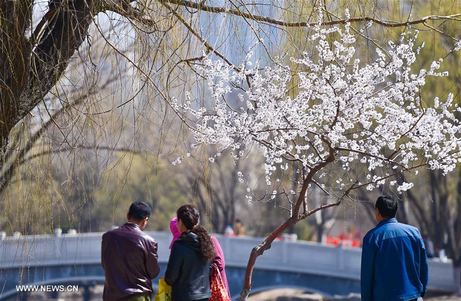 People visit Qingcheng Park in Hohhot, north China's Inner Mongolia Autonomous Region, April 9, 2016.