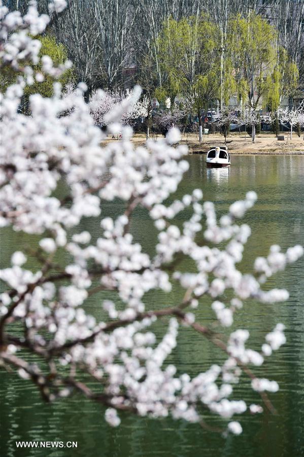 People row on a lake to enjoy the scenery at Qingcheng Park in Hohhot, north China's Inner Mongolia Autonomous Region, April 9, 2016. 