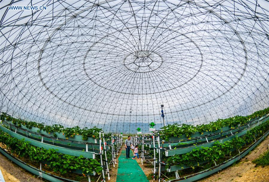 Visitors pick strawberries at a dome greenhouse in Tiantai County, east China's Zhejiang Province, April 9, 2016.