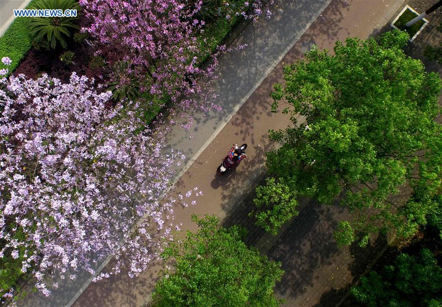 A citizen rides in Liuzhou, south China's Guangxi Zhuang Autonomous Region, April 9, 2016. 