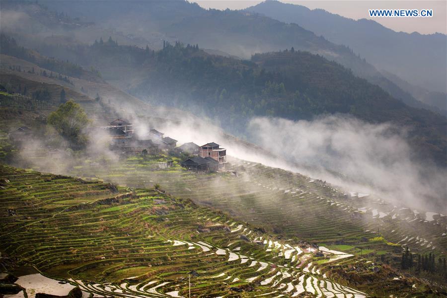 #CHINA-GUANGXI-TERRACED FIELD (CN)