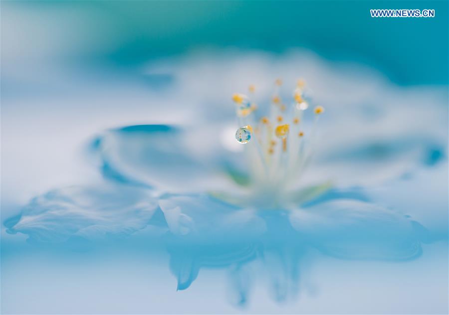 #CHINA-INNER MONGOLIA-PEACH BLOSSOM-RAINDROPS (CN)