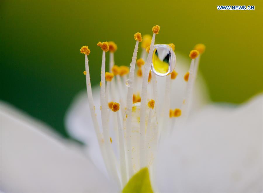 #CHINA-INNER MONGOLIA-PEACH BLOSSOM-RAINDROPS (CN)