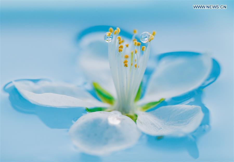 #CHINA-INNER MONGOLIA-PEACH BLOSSOM-RAINDROPS (CN)