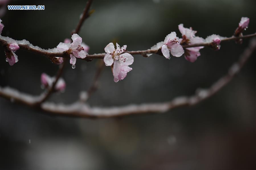 CHINA-CHANGCHUN-PEACH BLOSSOM-SNOW(CN)