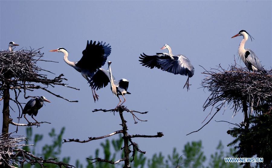 Egrets fly over a nest on a tree in Subu Township of Liu'an City, east China's Anhui Province, April 12, 2016.