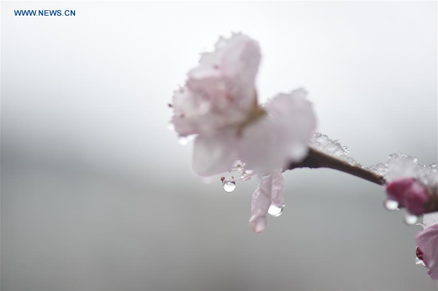 CHINA-CHANGCHUN-PEACH BLOSSOM-SNOW(CN)