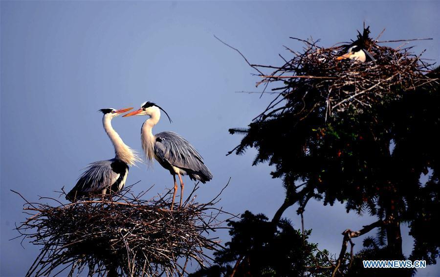 Egrets rest on their nest on a tree in Subu Township of Liu'an City, east China's Anhui Province, April 12, 2016.